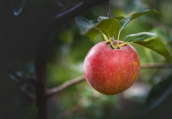 Closeup of red apple on a branch in an orchard