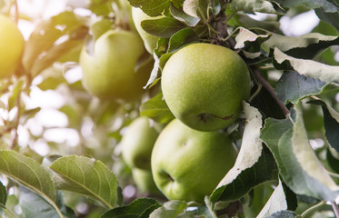 Closeup of green apples on a branch in an orchard