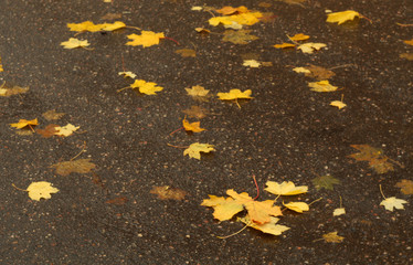 Orange fallen maple leaves on wet asphalt road.