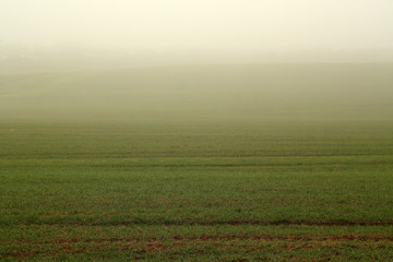 Green agriculture field in fog.