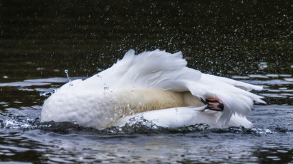 Swan oiling its feathers