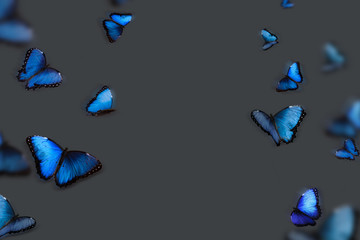 Background with blue butterflies on a gray background - 180328499