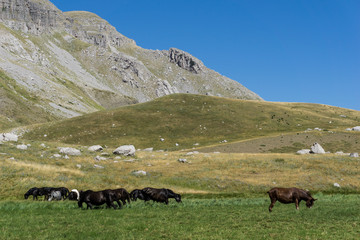 A herd of wild horses in Vikos mountain in Greece