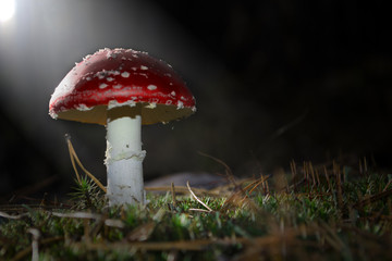red with white spots mushroom on moss in a ray of light. on a black background