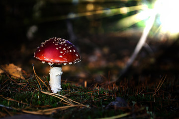 poisonous fresh mushroom (amanita muscaria) grows on moss in a ray of light in the forest