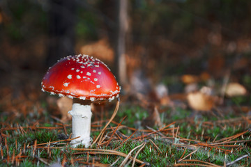 poisonous fresh mushroom grows on moss in the forest