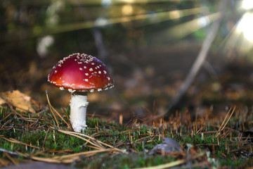 poisonous fresh mushroom (amanita muscaria) grows on moss in a ray of light in the forest