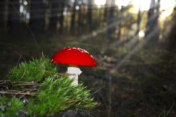 poisonous fresh mushroom grows on moss in a ray of light in the forest