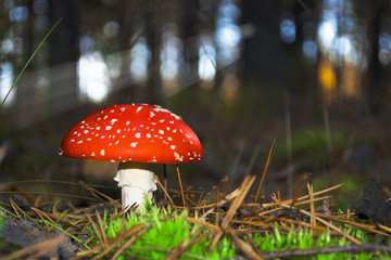 poisonous fresh mushroom grows on moss in a ray of light in the forest