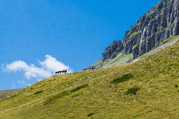 A herd of wild horses in the mountains