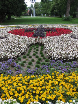 Lutherrose im F&uuml;rther Stadtpark