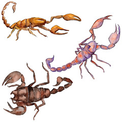 Exotic scorpion wild insect in a watercolor style isolated. Full name of the insect: scorpion. Aquarelle wild insect for background, texture, wrapper pattern or tattoo.