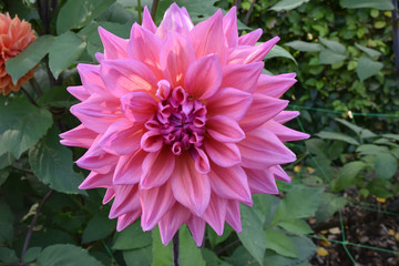 Dahlia rose en &eacute;t&eacute; au jardin