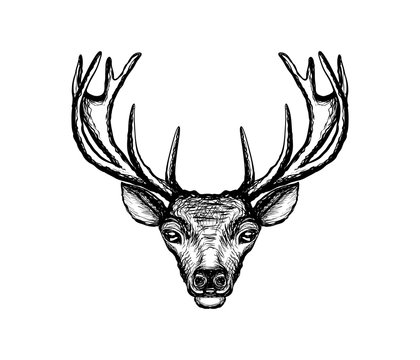 deer head vintage illustration 