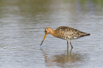オグロシギ夏羽()