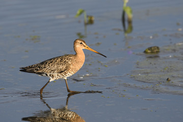 オグロシギ夏羽()