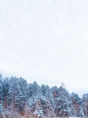  Frozen winter forest with snow covered trees.