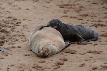 Sea lion in Skeleton coast