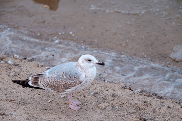 Obraz premium Möwe am Strand der Ostsee im Winter