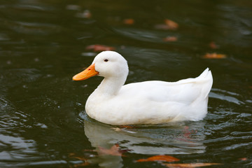 Beautiful duck swimming in a lake