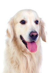 Beautiful Golden Retriever dog breed