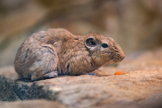 รูปภาพCtenodactylidae เลือกดูภาพถ่ายสต็อก เวกเตอร์ และวิดีโอ139
