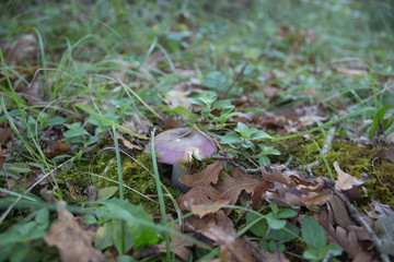 Mushroom In The Forest