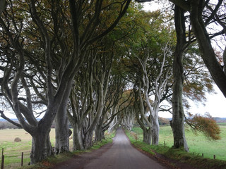 The Dark Hedges - Avenue of beech trees on the way to the Giants Causeway in the north of Ireland, Europe