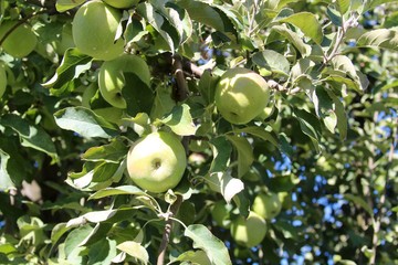 The green apples on the apple tree in the orchard.