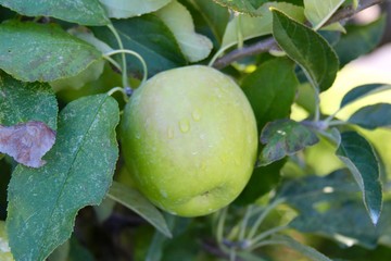 The single green apple on the apple tree.