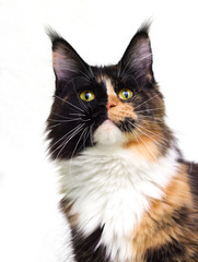 portrait maine coon cat