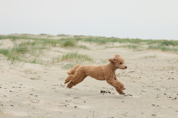 Pudel am Strand