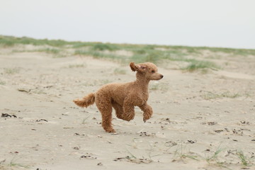 Pudel am Strand