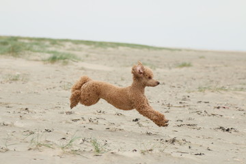 Pudel am Strand