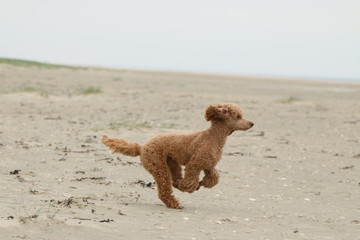 Pudel am Strand