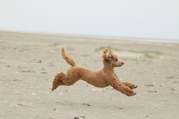 Pudel am Strand