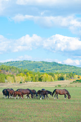 grazing horses