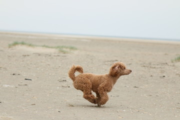 Pudel am Strand