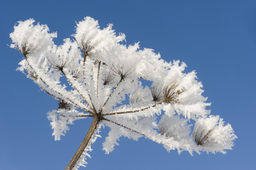 schermbloem met rijp in de winter