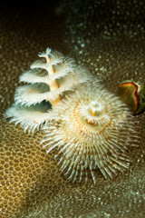 Spirobranchus giganteus, commonly known as Christmas tree worms, are tube-building polychaete worms belonging to the family Serpulidae