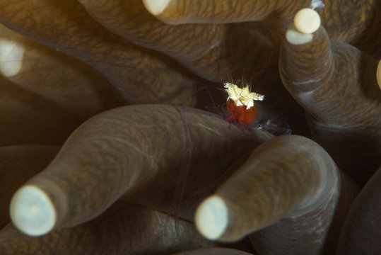 mushroom coral shrimp