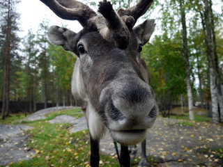 Face of a reindeer