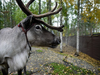 Face of a reindeer