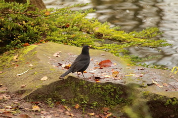 Amsel auf einem Stein mit Wasser im Hintergrund