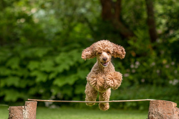 Pudel springt über Hindernis