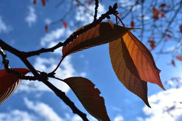 紅葉