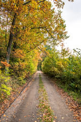 Rural road through forest in autumn, scenic landscape of trees with yellow orange leaves