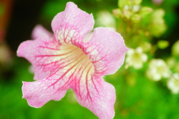 Beautiful flowers, close-up photos of flowers