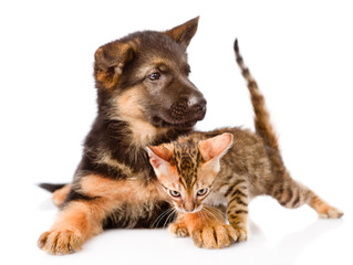 puppy dog embracing little kittens. isolated on white background