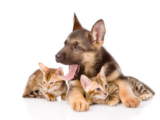 Obraz premium puppy dog embracing little kittens. isolated on white background